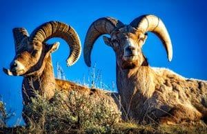 Stunning photo of a pair of Bighorn Sheep