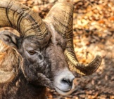 Closeup Portrait Of A Beautiful Bighorn Sheep Ram