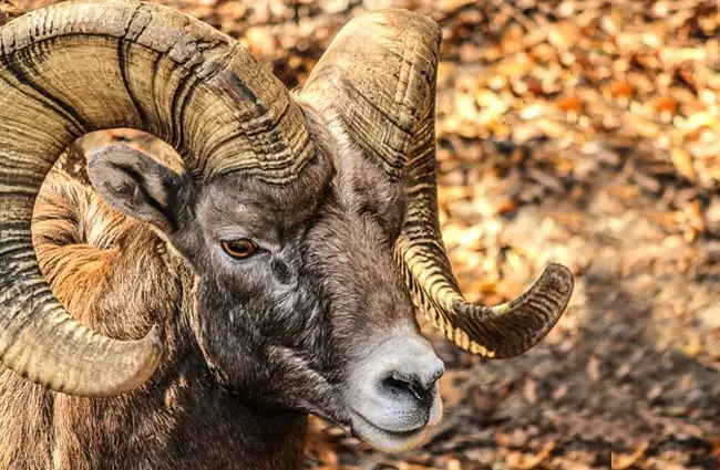 Closeup portrait of a beautiful Bighorn Sheep ram