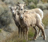 Young Bighorn Sheep Rams Posing For A Quick Pic