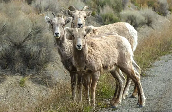 Young Bighorn Sheep rams posing for a quick pic