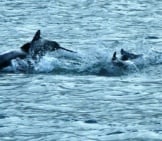 Black Dolphins (Chilean Dolphins) Near Isla Gordon In Southern Chilephoto By: Bobbyandck Cc By-Sa 4.0 Https://Creativecommons.org/Licenses/By-Sa/4.0