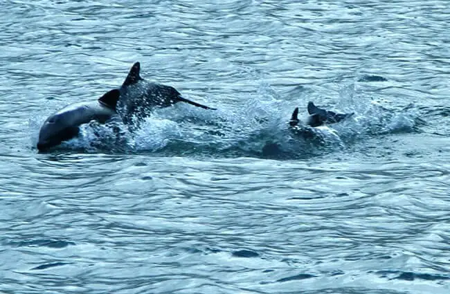 Black dolphins (Chilean dolphins) near Isla Gordon in Southern ChilePhoto by: Bobbyandck CC BY-SA 4.0 https://creativecommons.org/licenses/by-sa/4.0