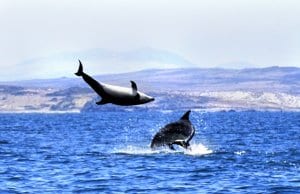 Black Dolphins near Isla Choros, Norte ChilePhoto by: Elias Rovielohttps://creativecommons.org/licenses/by-nc-sa/2.0/