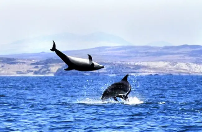 Black Dolphins near Isla Choros, Norte ChilePhoto by: Elias Rovielohttps://creativecommons.org/licenses/by-nc-sa/2.0/