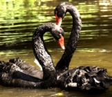A Pair Of Black Swans On The River