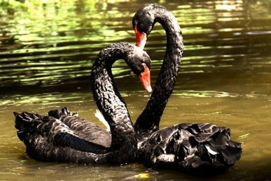 A pair of Black Swans on the river