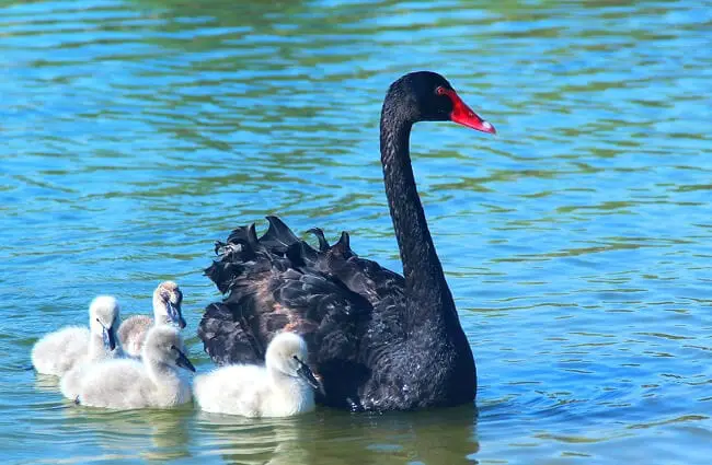A mother Black Swan guiding her babies (called Cygnets)