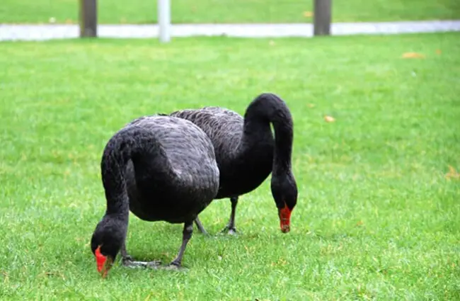 Black Swans foraging in the grass