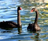 A Pair Of Black Swans On The Afternoon Waters