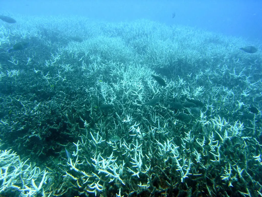 https://en.wikipedia.org/wiki/Coral_bleaching#/media/File:Bleachedcoral.jpg