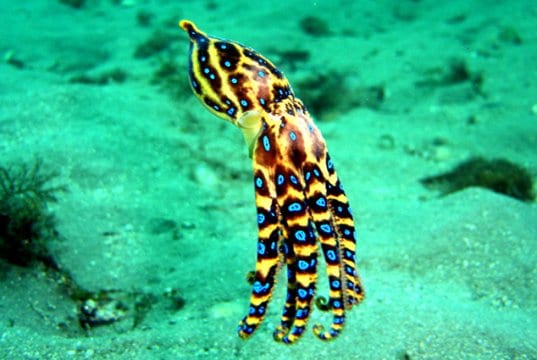 Blue Ringed Octopus in the clear waters off AustraliaPhoto by: Saspotatohttps://creativecommons.org/licenses/by-nc-sa/2.0/