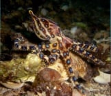 Blue Ringed Octopus Off The Coast Of Victoria Australia Photo By: Saspotato Https://Creativecommons.org/Licenses/By-Nc-Sa/2.0/