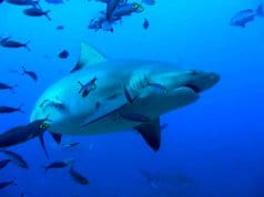 Bull Shark surrounded by smaller fishPhoto by: Daniele Colombohttps://creativecommons.org/licenses/by-nc-sa/2.0/