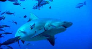 Bull Shark surrounded by smaller fishPhoto by: Daniele Colombohttps://creativecommons.org/licenses/by-nc-sa/2.0/