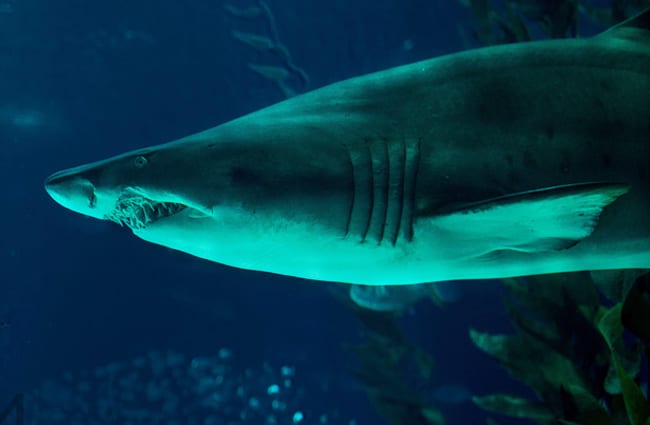 Bull shark at Lisbon Oceanarium Photo by: Nuno Martins https://creativecommons.org/licenses/by-nc-sa/2.0/