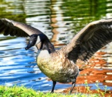 Canada Goose Showing Off Its Wingspan.