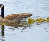 Canada Goose Goslings Following Their Mom.