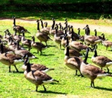 Canada Geese In An Urban Park. Canada Goose.