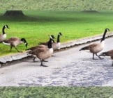 Why Did The Canada Goose Cross The Road?