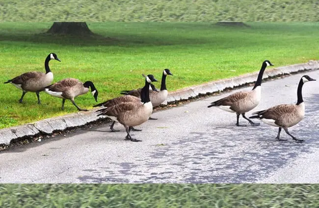Why did the Canada Goose cross the road?