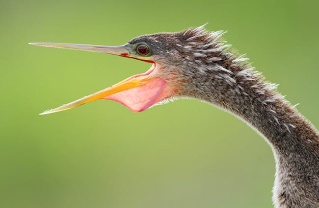 Double-crested Cormorant displaying his colorful throat pouch Photo by: (c) gonepaddling www.fotosearch.com