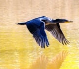 Beautiful Cormorant Flying Low Over The Water