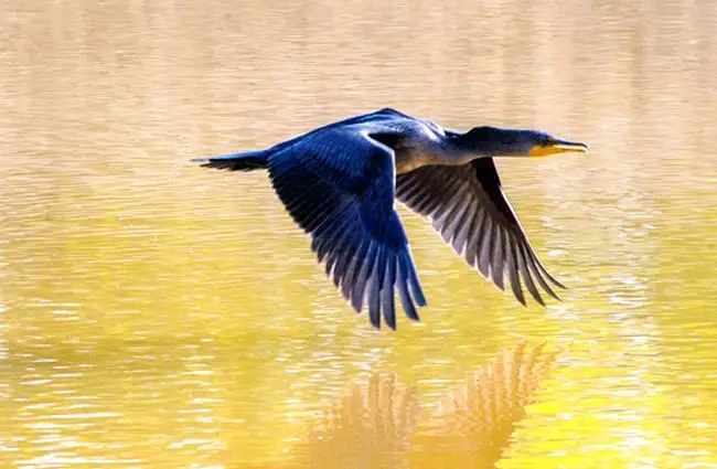 Beautiful Cormorant flying low over the water