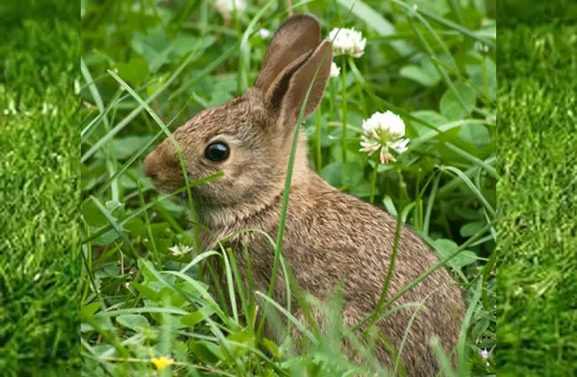 A young Cottontail taking a selfie! Photo by: David Fant (1), Kristin Shoemaker (2) https://creativecommons.org/licenses/by/2.0/