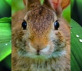 Closeup Of A Cute Cottontail Looking Into The Camera Photo By: Kristin Shoemaker Https://Creativecommons.org/Licenses/By/2.0/
