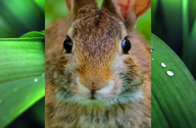 Closeup of a cute Cottontail looking into the camera Photo by: Kristin Shoemaker https://creativecommons.org/licenses/by/2.0/