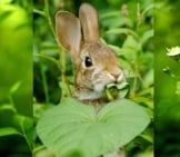 Cottontail Bunny Peeking Out From His Hiding Place Photo By: Kristin Shoemaker Https://Creativecommons.org/Licenses/By/2.0/
