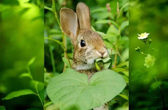 Cottontail bunny peeking out from his hiding place Photo by: Kristin Shoemaker https://creativecommons.org/licenses/by/2.0/
