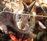 New England Cottontail Released To A Sanctuary Photo By: U.s. Fish And Wildlife Service Northeast Region Https://Creativecommons.org/Licenses/By/2.0/