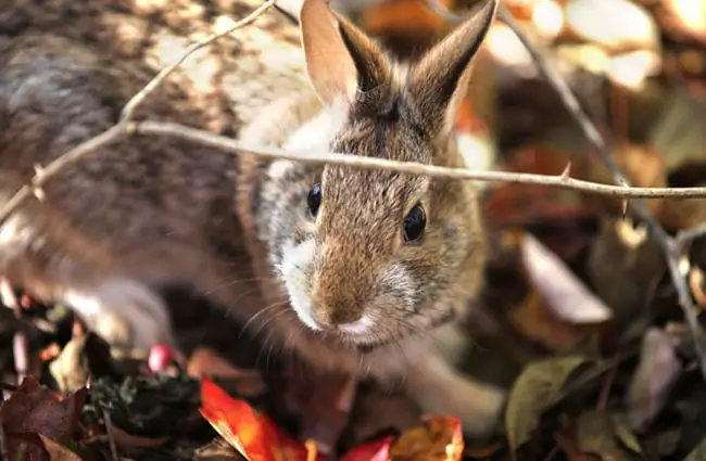 New England Cottontail released to a sanctuary Photo by: U.S. Fish and Wildlife Service Northeast Region https://creativecommons.org/licenses/by/2.0/