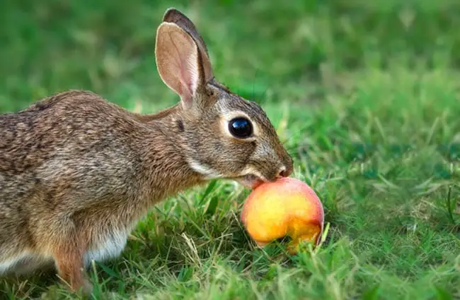 Cottontail bunny rabbit eating peach Photo by: (c) leekrob www.fotosearch.com