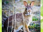 A beautiful Cottontail pausing for a photoPhoto by: Steve Bremerhttps://creativecommons.org/licenses/by/2.0/