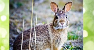 A beautiful Cottontail pausing for a photoPhoto by: Steve Bremerhttps://creativecommons.org/licenses/by/2.0/