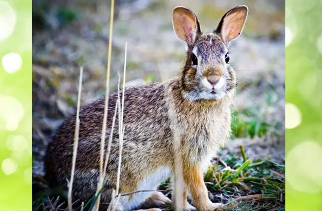 A beautiful Cottontail pausing for a photoPhoto by: Steve Bremerhttps://creativecommons.org/licenses/by/2.0/