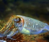 Cuttlefish In An Aquarium