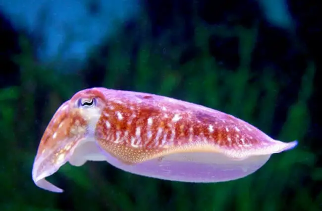 Cuttlefish closeup