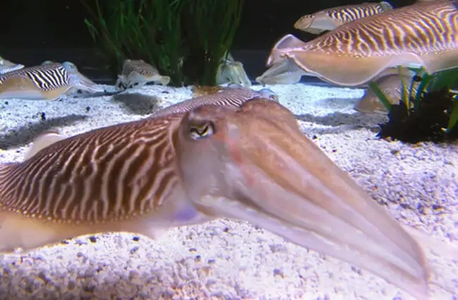 Cuttlefish swimming in clear waters