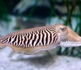 Closeup Of A Cuttlefish