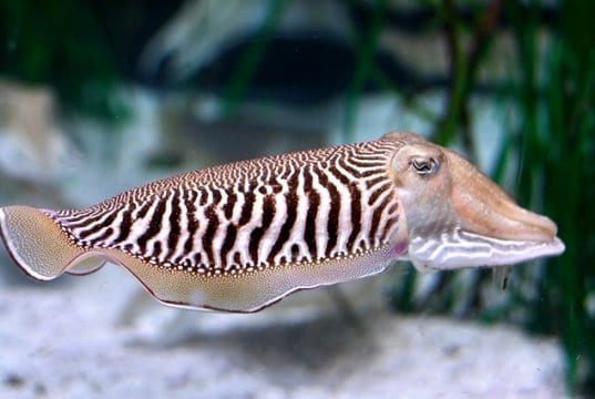 Closeup of a Cuttlefish