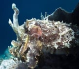 Strange, Rock-Looking Cuttlefish