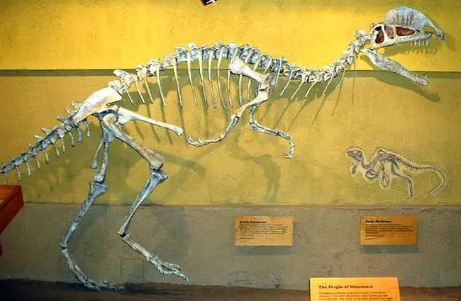 Скелет дилофозавра из Королевского палеонтологического музея Тиррелла, Альберта, Канада Фото: Эмили Уиллоуби CC BY-SA 3.0 https://creativecommons.org /licenses/by-sa/3.0