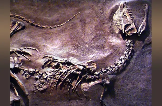 Окаменелость дилофозавра на выставке в Королевском музее Онтарио Фото: Эдуард Сола https://creativecommons.org/licenses/by-sa/3.0/