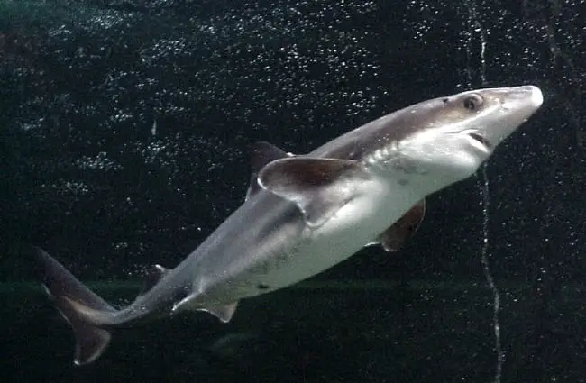 Spiny Dogfish at the National Kiwi Centre in New Zealand Photo by: Sergi from Spain https://creativecommons.org/licenses/by-sa/2.0/deed.en 