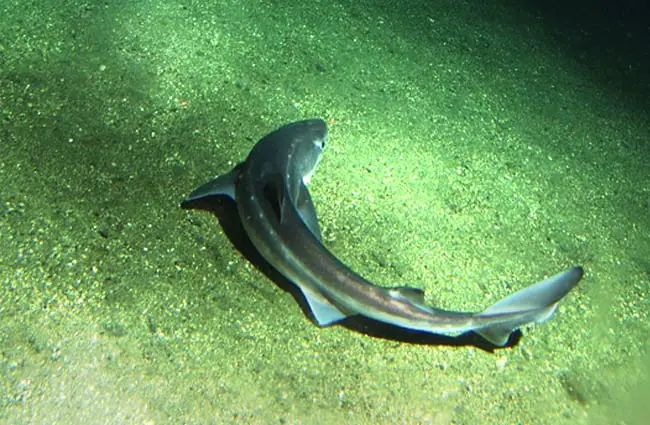 spinarolo squalo, a Cordell Banca National Marine Sanctuary, California Foto da: Rick Starr. Credito: NOAA/CBNMS