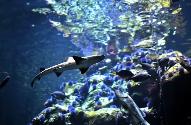 Собачья акула в Калифорнийской академии наук Фото: Джозеф Байлунд https://creativecommons.org/licenses/by-sa/2.0/